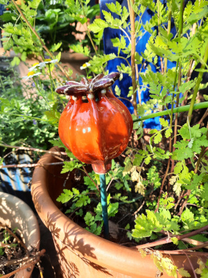 Gartenstab wilder Mohn